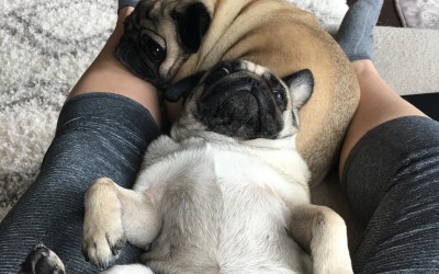 Schedule Your Grooming