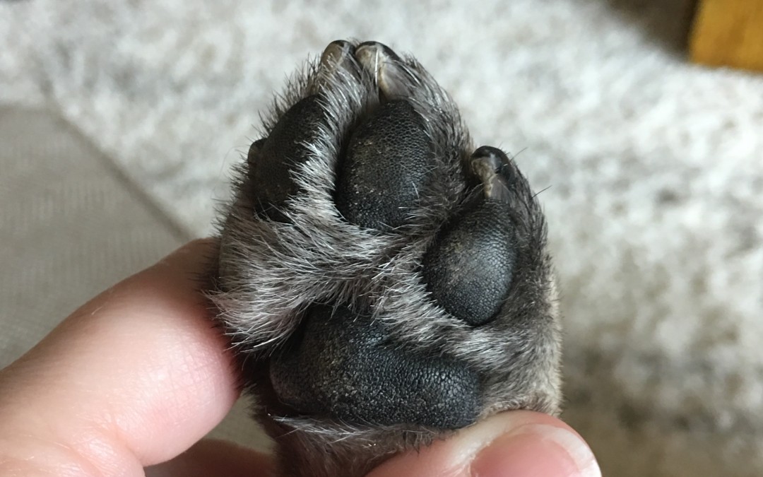 Grinding Your Pug’s Nails